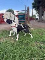 Sounder, a male Dogo Argentino for sale in Monte Vista, CO – 9 of 9