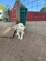 Dotty - female black collar, a female Dogo Argentino for sale in Monte Vista, CO – 5 of 10