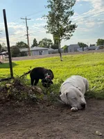 Spicey - female red plaid collar, a female Dogo Argentino for sale in Monte Vista, CO – 4 of 6