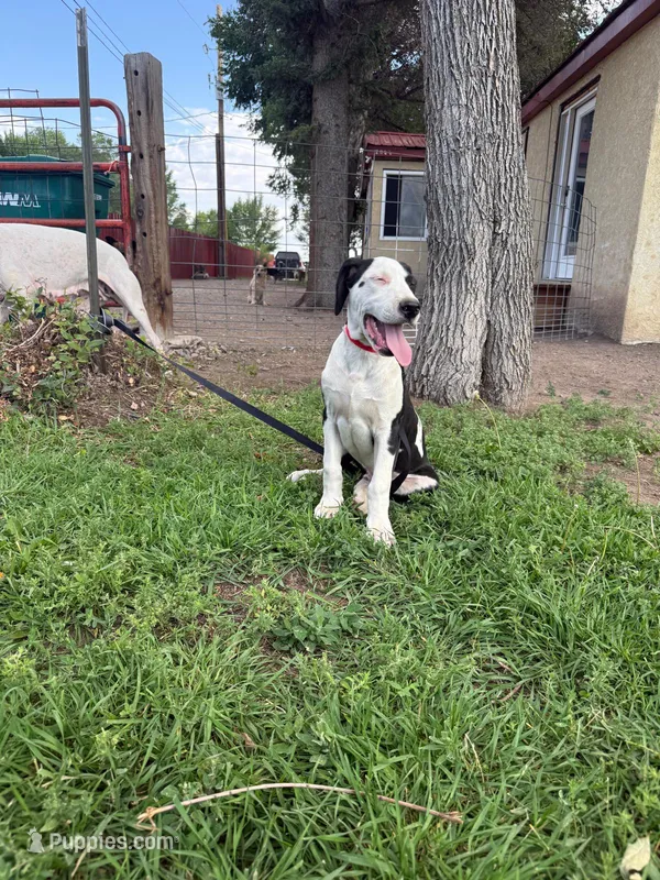 Sounder – Dogo Argentino puppy for sale in Monte Vista, CO