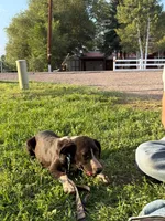 Asta Blu Rain - female in blue plaid collar, a female Dogo Argentino for sale in Monte Vista, CO – 5 of 5