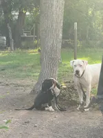 Spicey - female red plaid collar, a female Dogo Argentino for sale in Monte Vista, CO – 3 of 6
