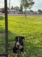 Spicey - female red plaid collar, a female Dogo Argentino for sale in Monte Vista, CO – 5 of 6