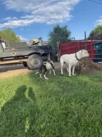 Black Eyed Pea - female blue collar, a female Dogo Argentino for sale in Monte Vista, CO – 6 of 8