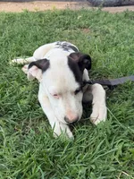  Holstein - Male blue collar, a male Dogo Argentino for sale in Monte Vista, CO – 4 of 10