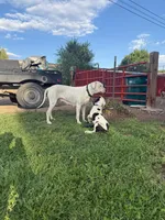 Black Eyed Pea - female blue collar, a female Dogo Argentino for sale in Monte Vista, CO – 2 of 8