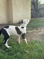 Black Eyed Pea - female blue collar, a female Dogo Argentino for sale in Monte Vista, CO – 5 of 8