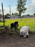 Spicey - female red plaid collar, a female Dogo Argentino for sale in Monte Vista, CO – 2 of 6