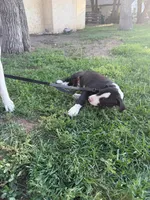 John - Male black collar, a male Dogo Argentino for sale in Monte Vista, CO – 6 of 9