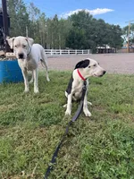 Sounder, a male Dogo Argentino for sale in Monte Vista, CO – 6 of 9