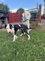 Sounder, a male Dogo Argentino for sale in Monte Vista, CO – 2 of 9