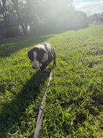 John - Male black collar, a male Dogo Argentino for sale in Monte Vista, CO – 3 of 9