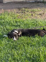 Asta Blu Rain - female in blue plaid collar, a female Dogo Argentino for sale in Monte Vista, CO – 4 of 5