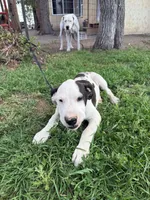  Holstein - Male blue collar, a male Dogo Argentino for sale in Monte Vista, CO – 2 of 10