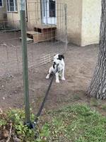  Holstein - Male blue collar, a male Dogo Argentino for sale in Monte Vista, CO – 6 of 10