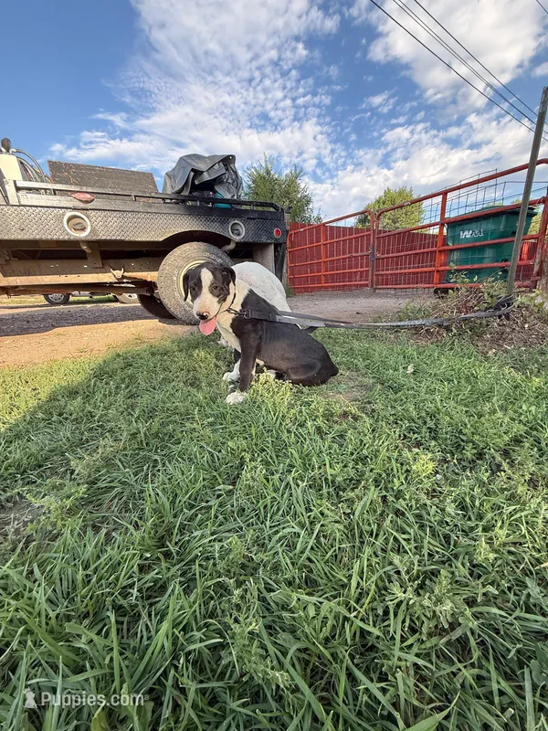 John - Male black collar – Dogo Argentino puppy for sale in Monte Vista, CO