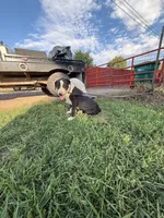 John - Male black collar, a male Dogo Argentino for sale in Monte Vista, CO – 1 of 9