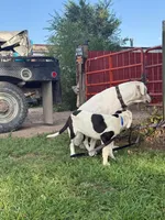 Black Eyed Pea - female blue collar, a female Dogo Argentino for sale in Monte Vista, CO – 7 of 8