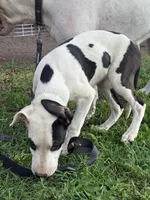 Black Eyed Pea - female blue collar, a female Dogo Argentino for sale in Monte Vista, CO – 4 of 8