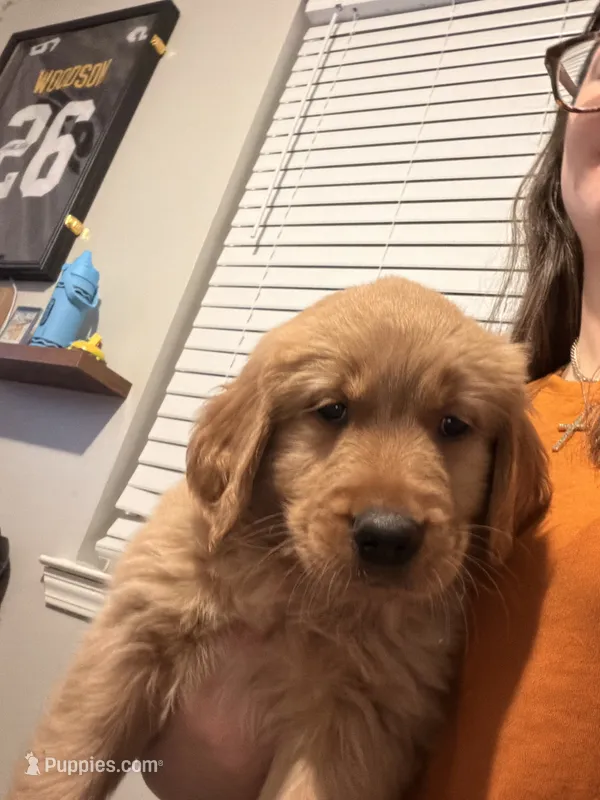 Scarlet  – Golden Retriever puppy for sale in Jacksonville, NC