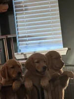 Scarlet , a female Golden Retriever for sale in Jacksonville, NC – 2 of 3