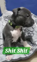 Angie puppies , a female American Bully for sale in Baltimore, MD – 5 of 5