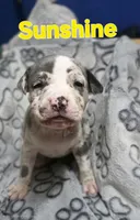 Angie puppies , a female American Bully for sale in Baltimore, MD – 2 of 5