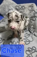 Angie puppies , a female American Bully for sale in Baltimore, MD – 3 of 5