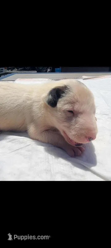 Snoopy  – Bull Terrier puppy for sale in Riverside, CA