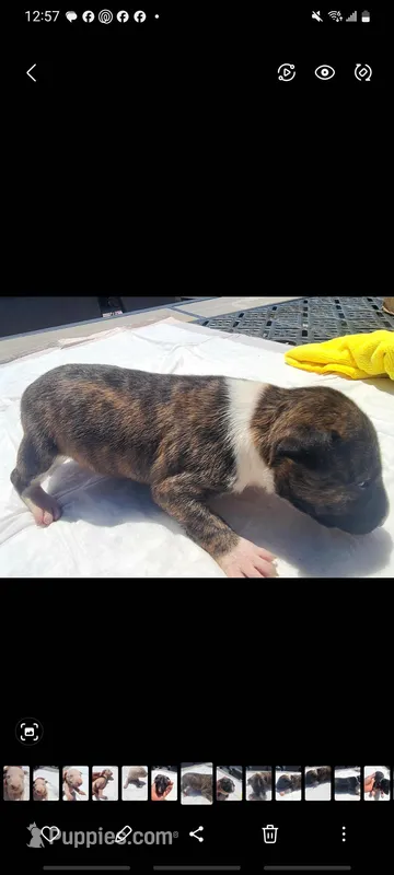 Milo , a male Bull Terrier for sale in Riverside, CA – Photo 1 of 3