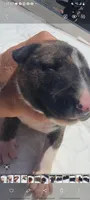 Milo , a male Bull Terrier for sale in Riverside, CA – Photo 3 of 3