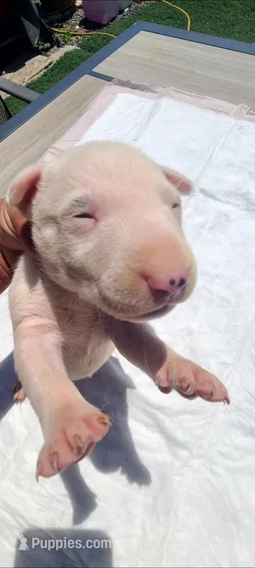 Snow white  – Bull Terrier puppy for sale in Riverside, CA