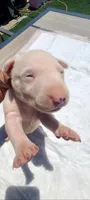 Snow white , a female Bull Terrier for sale in Riverside, CA – Photo 1 of 3