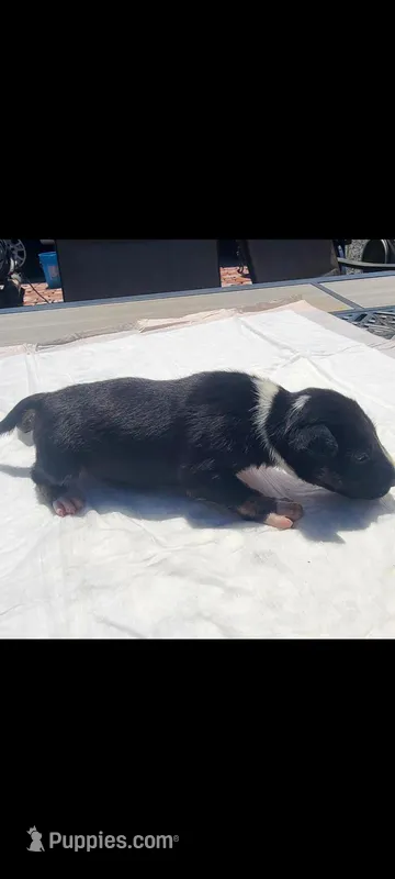 Blake's  – Bull Terrier puppy for sale in Riverside, CA