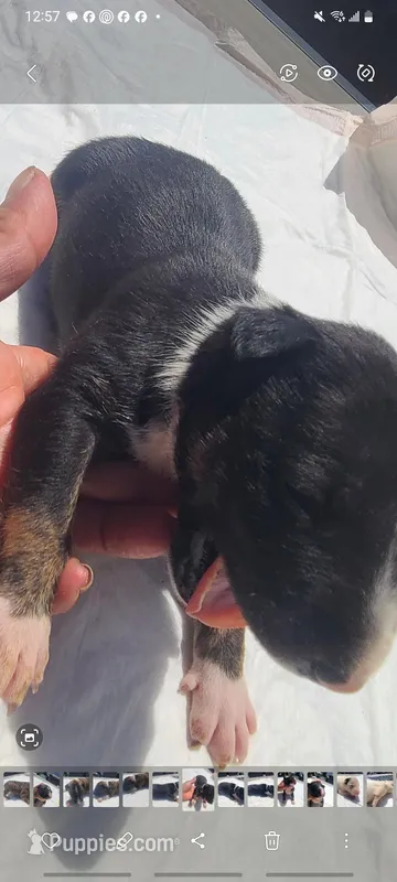 Blake's, a male Bull Terrier for sale in Riverside, CA – Photo 1 of 4