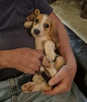 Tri color Female  Pretty Girl, a female Beagle for sale in Rosedale, IN – 4 of 4