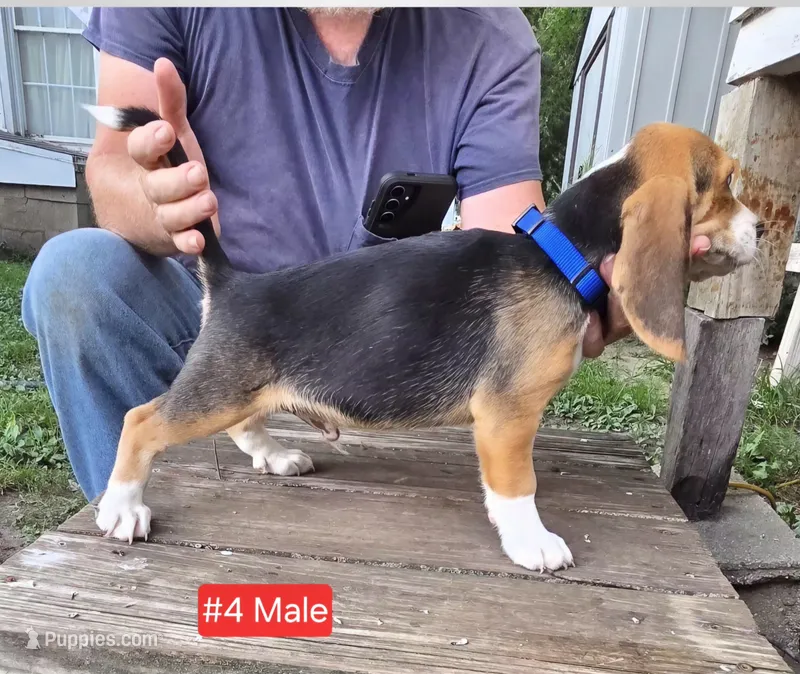 Tri color Male #4 – Beagle puppy for sale in Rosedale, IN