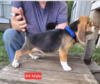 Tri color Male #4, a male Beagle for sale in Rosedale, IN – 1 of 1