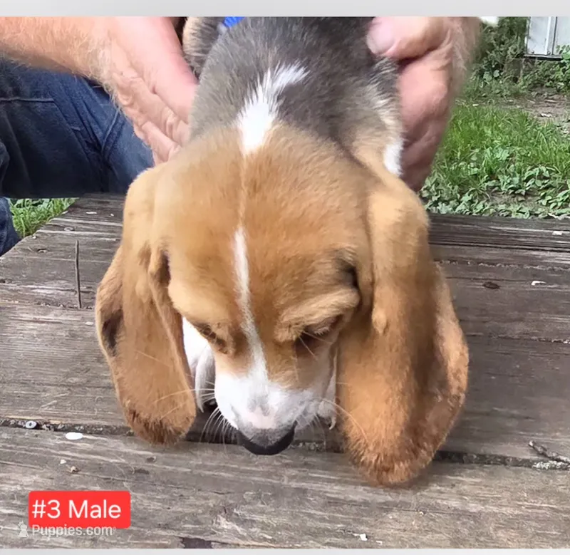Tri-Color Male #3  – Beagle puppy for sale in Rosedale, IN