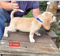 Lemon Male #2 , a male Beagle for sale in Rosedale, IN – 4 of 4