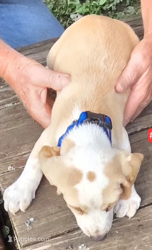 Lemon Male #2  – Beagle puppy for sale in Rosedale, IN