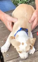 Lemon Male #2 , a male Beagle for sale in Rosedale, IN – 1 of 4