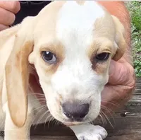 Lemon Male #2 , a male Beagle for sale in Rosedale, IN – 3 of 4