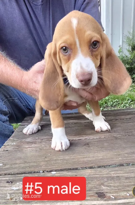 Weir Creek Red Male #5 – Beagle puppy for sale in Rosedale, IN