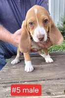 Weir Creek Red Male #5, a male Beagle for sale in Rosedale, IN – 1 of 3