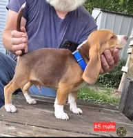 Weir Creek Red Male #5, a male Beagle for sale in Rosedale, IN – 3 of 3