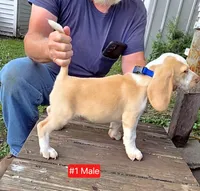 Lemon Male #1, a male Beagle for sale in Rosedale, IN – 2 of 2