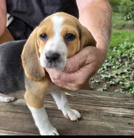 Tri color Female  Pretty Girl, a female Beagle for sale in Rosedale, IN – 2 of 4