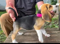 Tri color Female  Pretty Girl, a female Beagle for sale in Rosedale, IN – 3 of 4