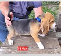 Tri-Color Male #3 , a male Beagle for sale in Rosedale, IN – 2 of 2